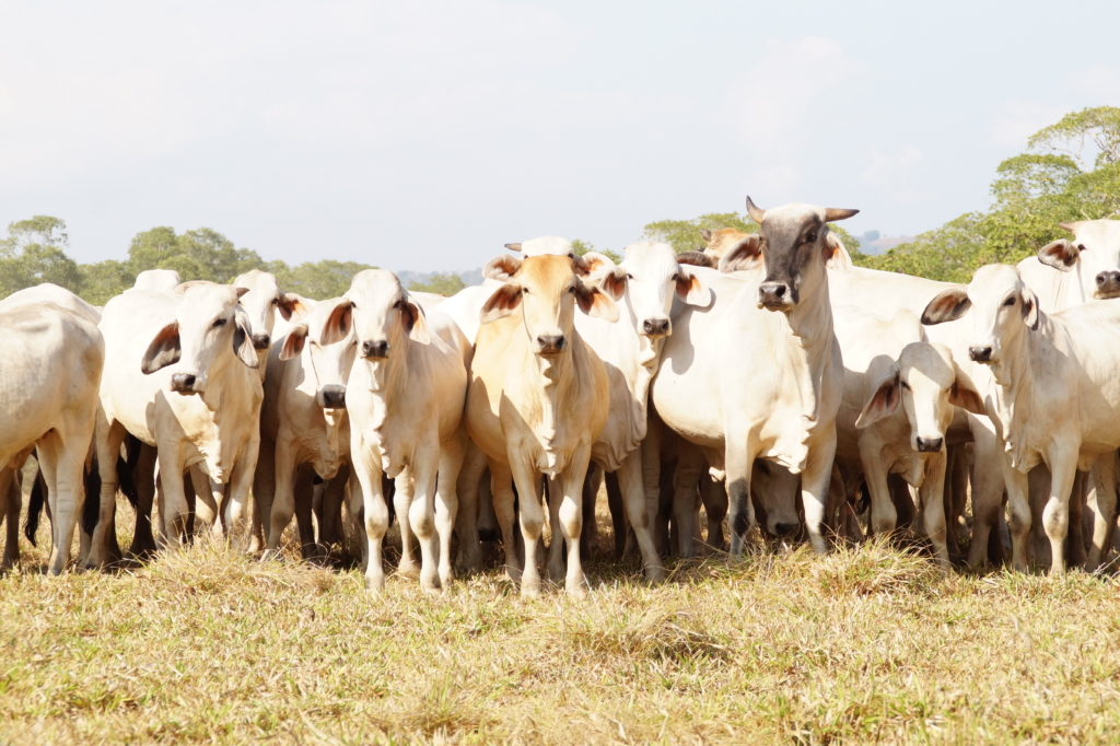 Brahman Zebu Cattle on a Panamanian Ranch