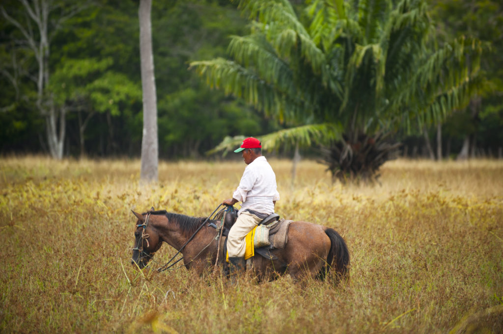A latin american cowboy/ vaquero riding his horse over a pasture