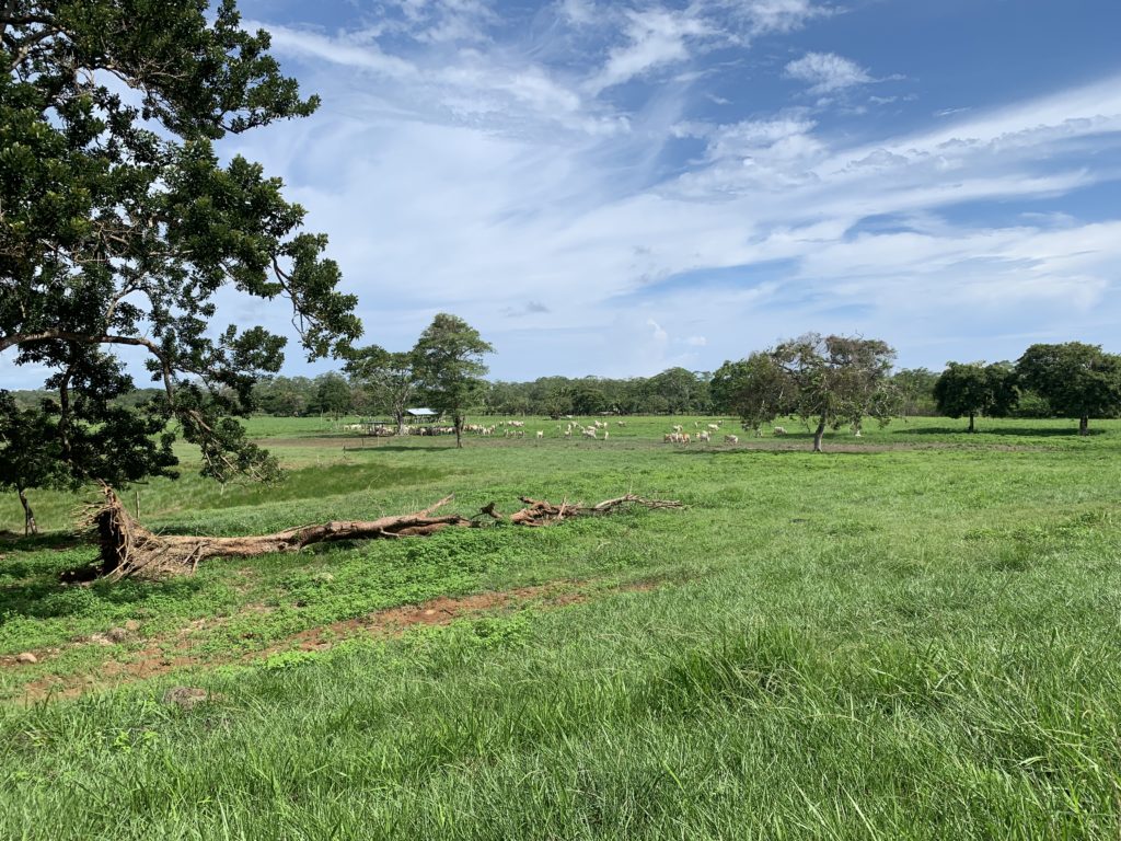 View over cattle pastures