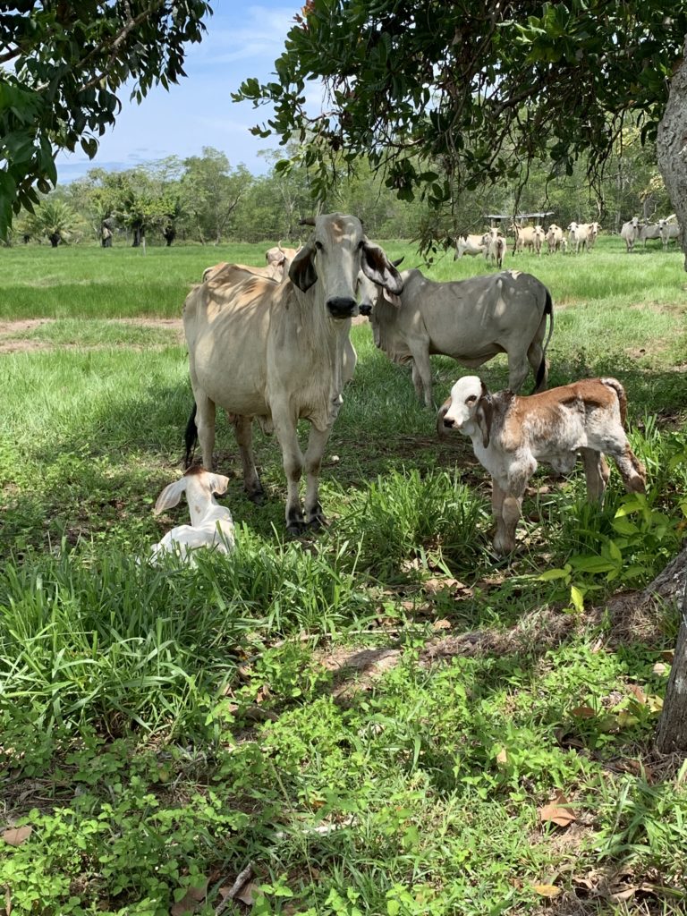Cattle with newborn calves standing in the shade of trees