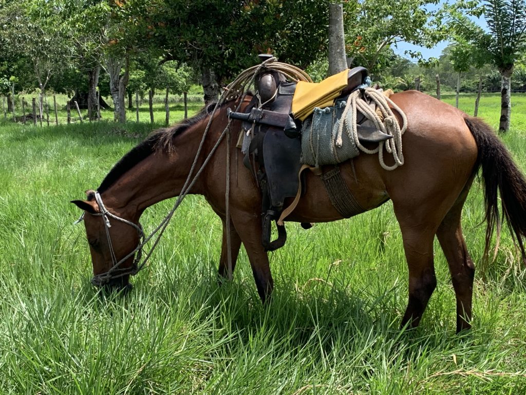 Saddled horse of a cowboy/ vaquero