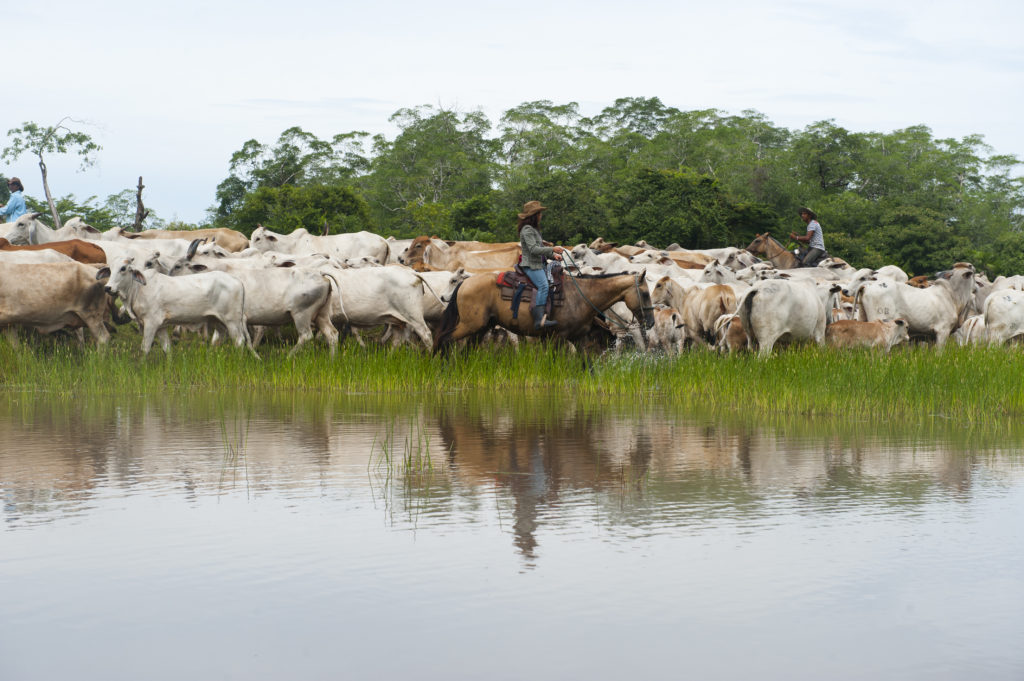 Three Vaqueros moving the herd through wetland